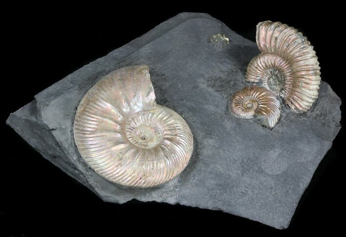 Iridescent Ammonites Mounted In Shale - Cyber Monday Deal! #38170